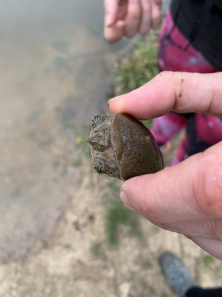 Softshell Eastern Eastern Spiny Softshell in April 2020 by econrad · iNaturalist