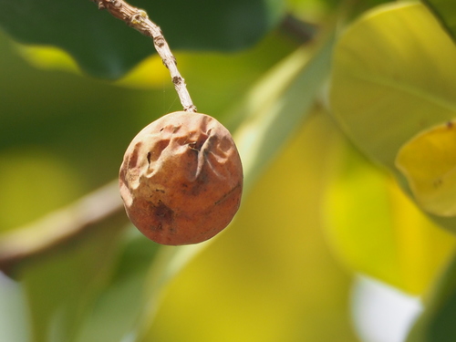 Calophyllum inophyllum