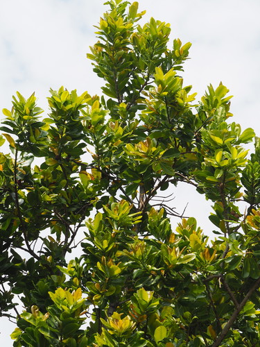 Calophyllum inophyllum