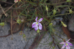 Lithotoma anethifolia