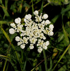 Tordylium trachycarpum