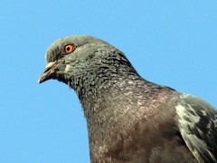 Columba livia domestica