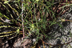 Lithotoma anethifolia