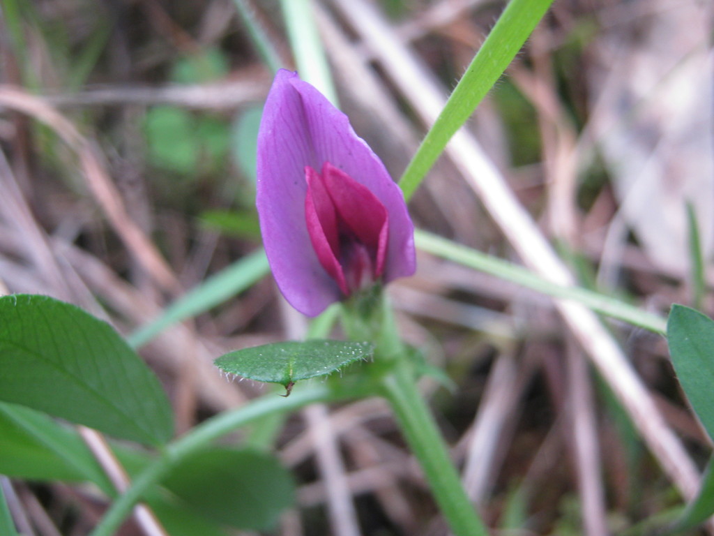 Common Vetch from Randell Reserve SA, Australia on August 11, 2012 at ...