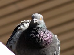 Columba livia domestica