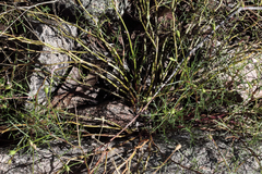 Lithotoma anethifolia