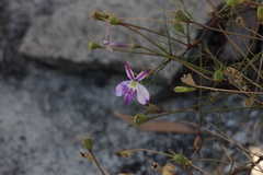 Lithotoma anethifolia