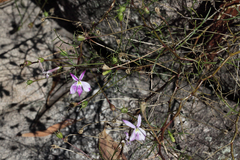Lithotoma anethifolia
