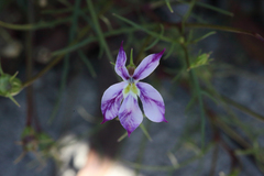 Lithotoma anethifolia