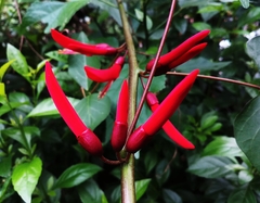Erythrina corallodendron