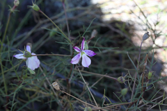 Lithotoma anethifolia