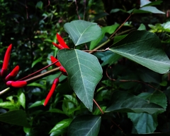Erythrina corallodendron