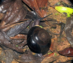 Isomeria bituberculata