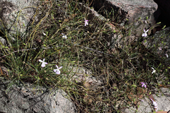 Lithotoma anethifolia