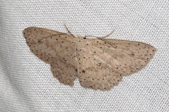 Cyclophora turneri