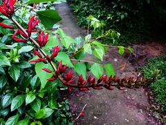 Erythrina corallodendron
