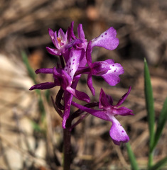 Orchis anatolica