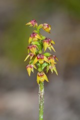 Genoplesium pumilum