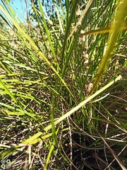 Lomandra densiflora