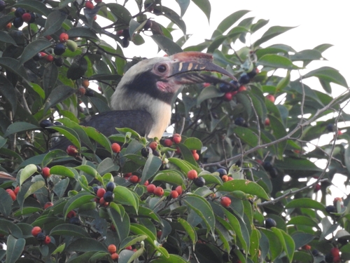 Luzon Hornbill (Penelopides manillae), photo 4