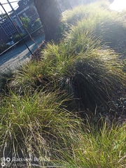Lomandra densiflora