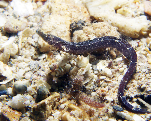 Black rock pipefish (Phoxocampus belcheri) — Syngnathidae