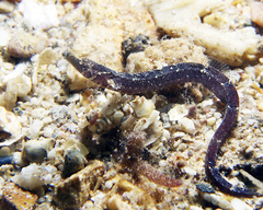 Phoxocampus belcheri