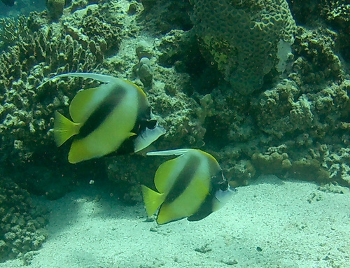 Heniochus intermedius