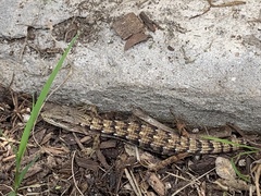 Elgaria multicarinata