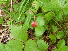 Fragaria vesca bracteata