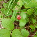 Western Woodland Strawberry - Photo (c) Aaron Liston, some rights reserved (CC BY)