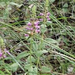 Teucrium argutum
