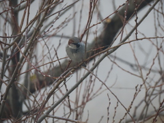 Passer domesticus