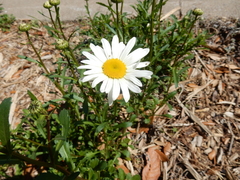 Leucanthemum × superbum