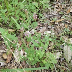 Teucrium argutum