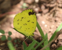 Eurema hecabe solifera