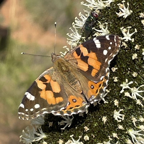 Australian Painted Lady
