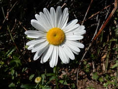 Leucanthemum × superbum