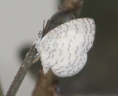 Spalgis lemolea lemolea