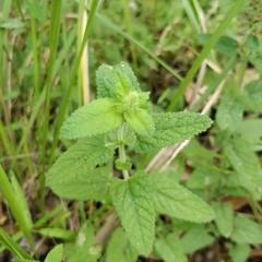 Teucrium argutum
