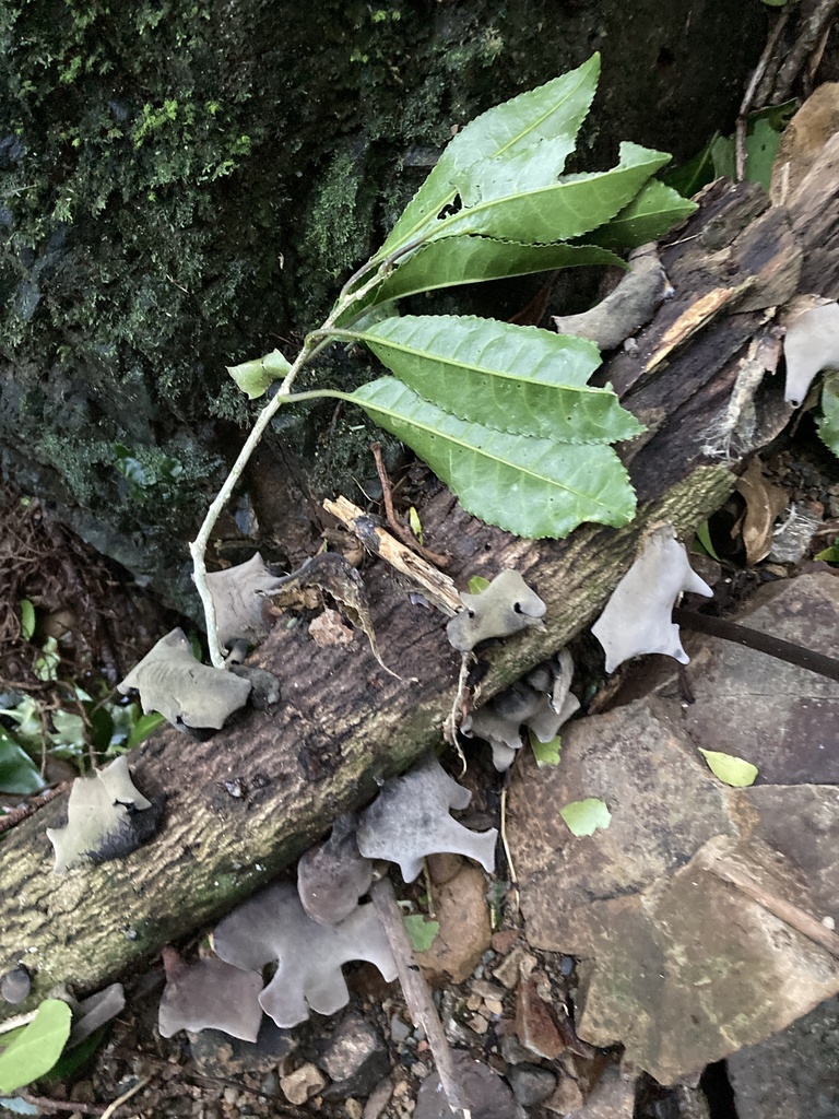 Auricularia cornea · April 2026 · photo: © melanienewfield (iNaturalist, cc-by)