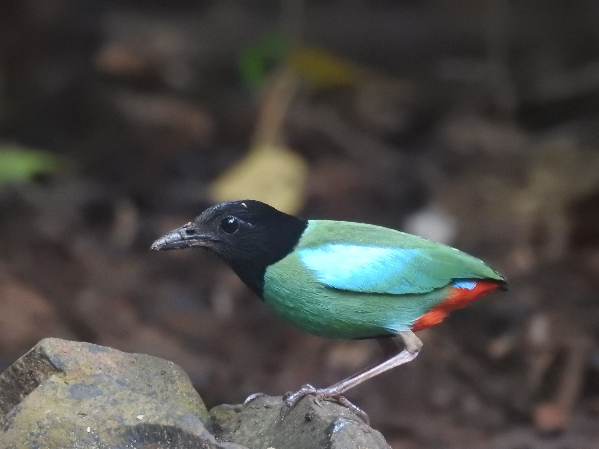 Western Hooded Pitta (Pitta sordida), photo 2