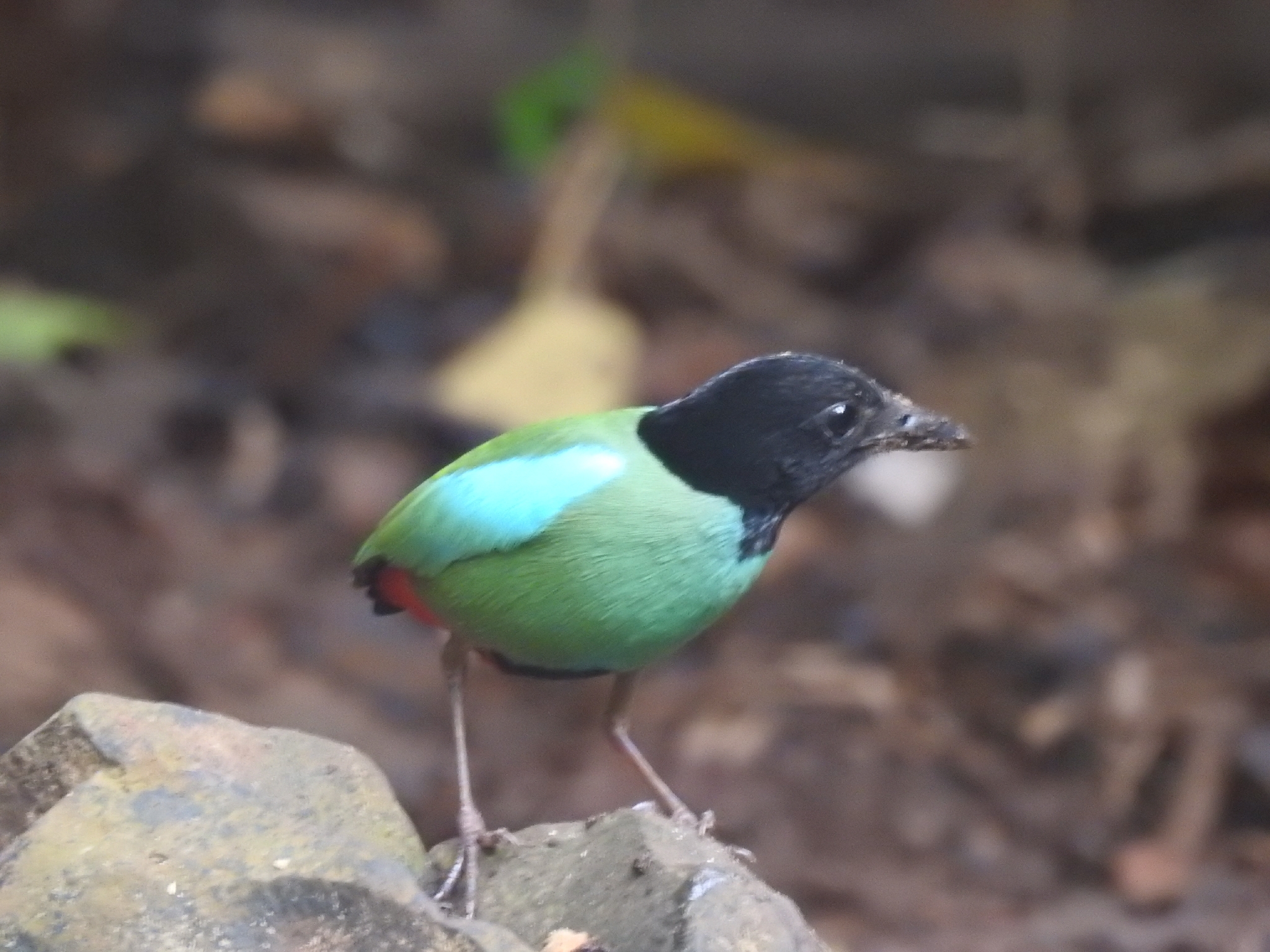 Western Hooded Pitta (Pitta sordida), photo 3