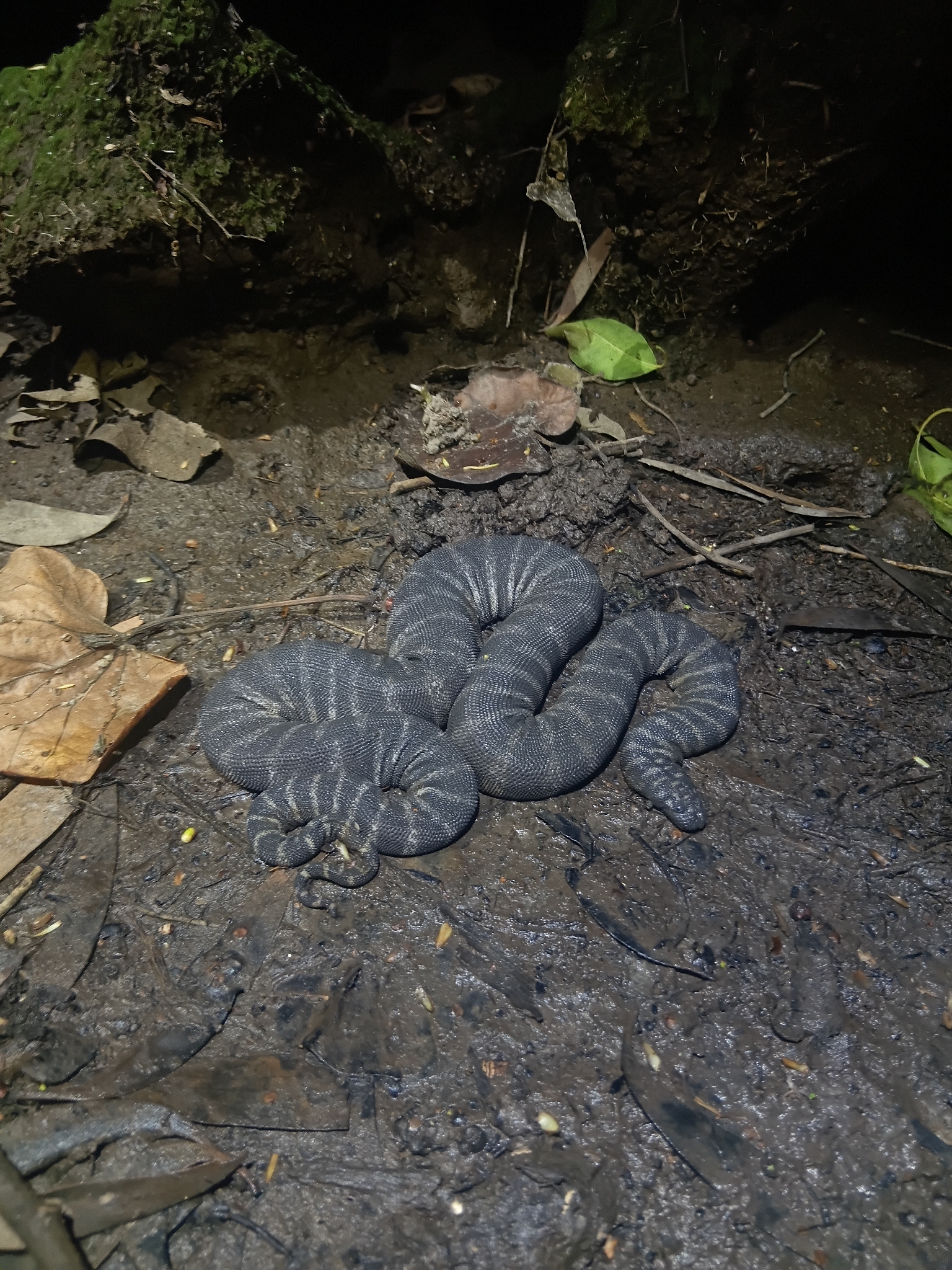 Acrochordus granulatus (Schneider, 1799)