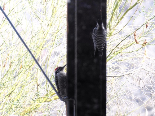 iNaturalist observation photo of Ladder-backed Woodpecker