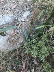 Dianella prunina
