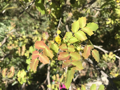 Berberis swaseyi