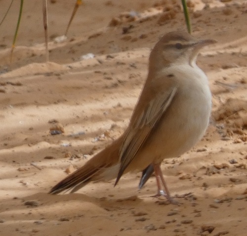 Rufous-tailed Scrub-Robin