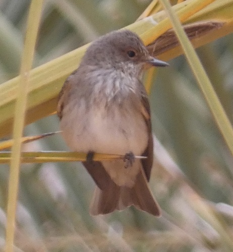 Spotted Flycatcher