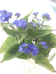 Brunnera macrophylla